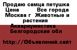 Продаю самца петушка › Цена ­ 700 - Все города, Москва г. Животные и растения » Аквариумистика   . Белгородская обл.